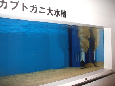 カブトガニ大水槽