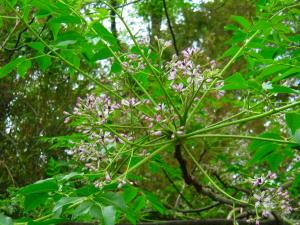 栴檀の花