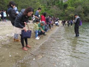 カブトガニの放流