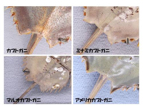 カブトガ二4種の尾剣の付け根比較