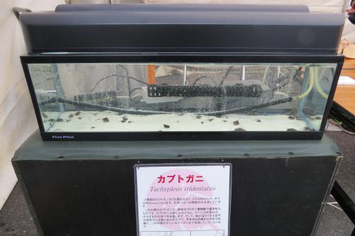 カブトガニ水槽