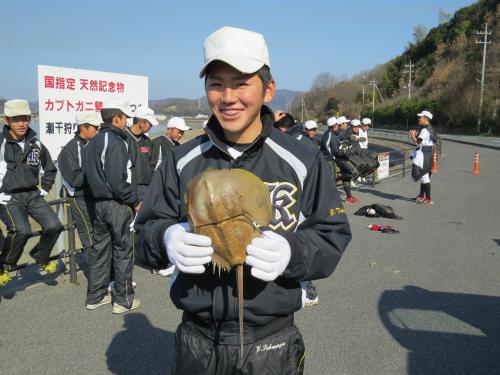 カブトガニを拾った学生