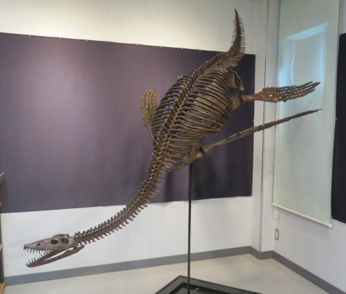 プレシオサウルスの到着裏話 - 笠岡市ホームページ