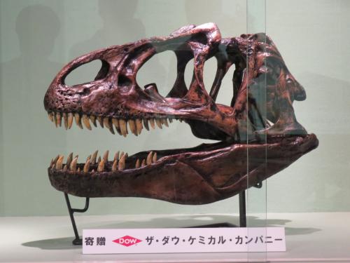 アロサウルス頭骨模型