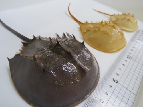 カブトガニと脱皮殻