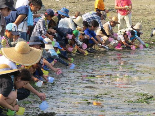 カブトガニの幼生放流