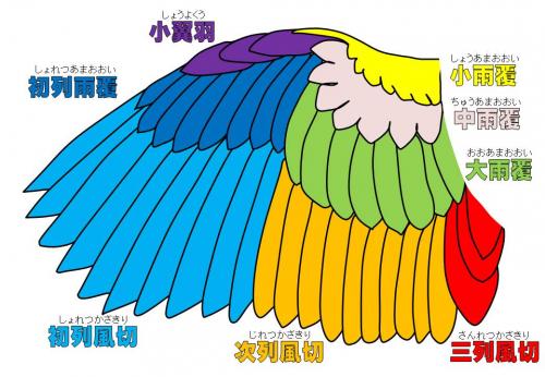 鳥の羽の構造