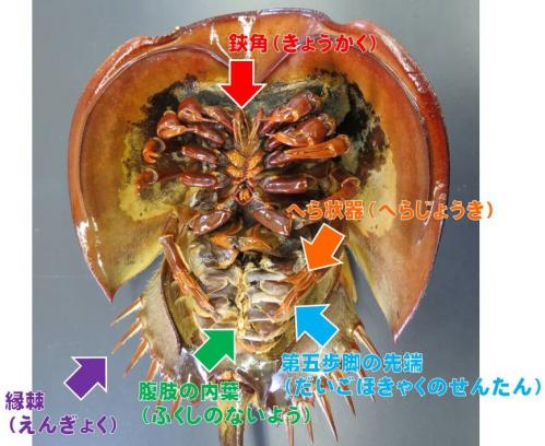 クイズの答え