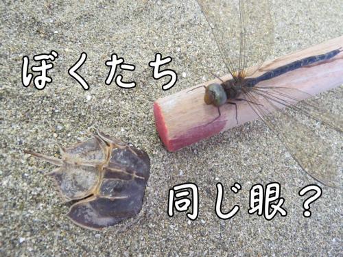 ぼくたち同じ眼？