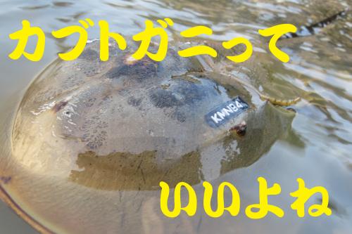 カブトガニっていいよね