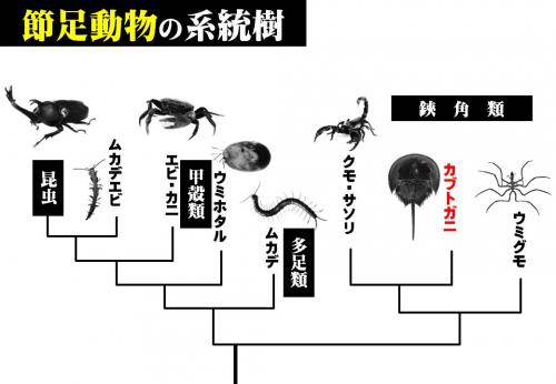 カブトガニっておいしいの そもそもカニなの 笠岡市ホームページ