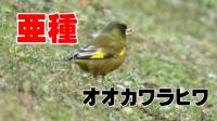 オオカワラヒワ