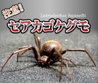 セアカゴケグモにご注意ください