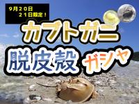 脱皮殻ガシャ