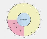 カブトガニの産卵期の図