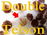 double telson