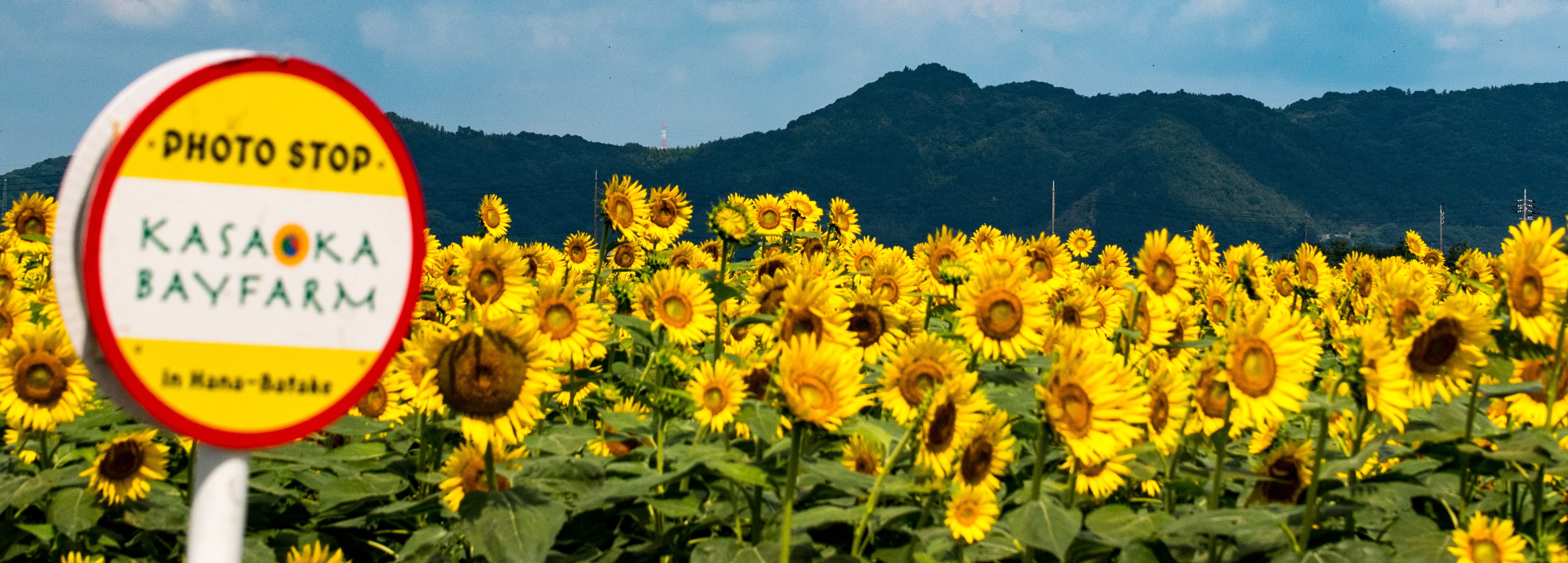 笠岡湾干拓地