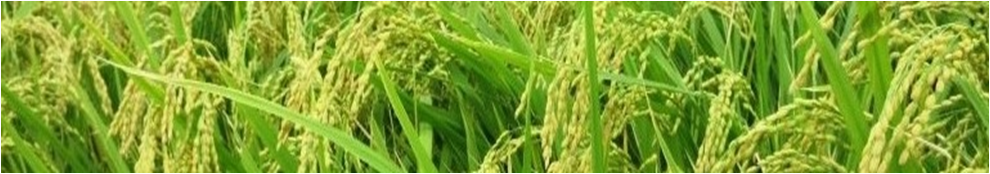 みのり認定こども園のタイトル画像